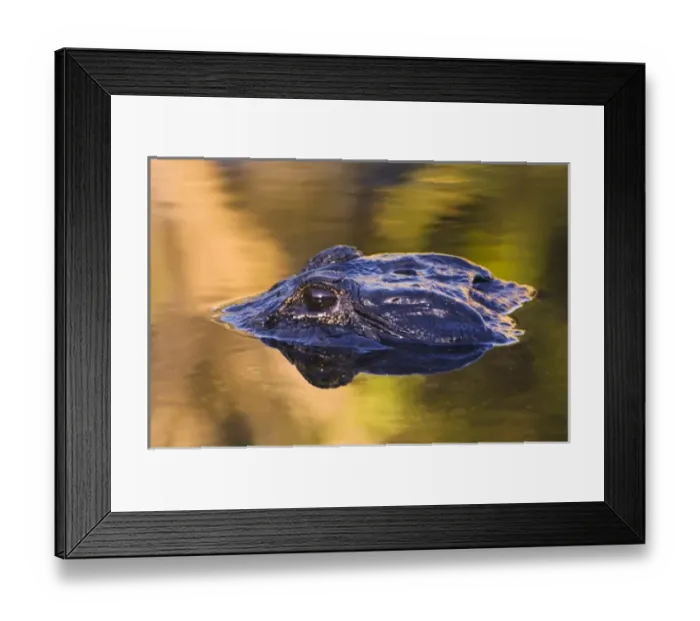 Framed Print : USA, North America, Florida