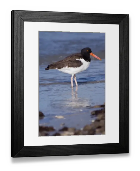 Framed Print : USA, Florida, Ft. Myers Beach, American Oystercatcher Framed Print : USA, Florida, Ft. Myers Beach, American Oystercatcher