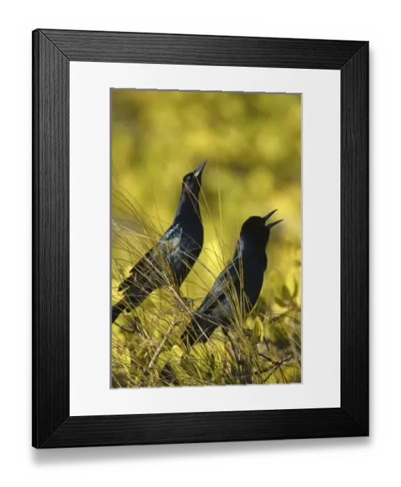 Framed Print : USA, North America, Florida