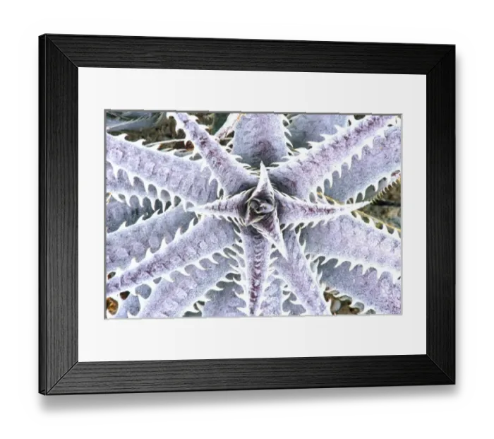 Framed Print : USA, Florida, Naples Botanical Garden, Silver Dyckia (Dyckia mariner-lapostollei) Framed Print : USA, Florida, Naples Botanical Garden, Silver Dyckia (Dyckia mariner-lapostollei)