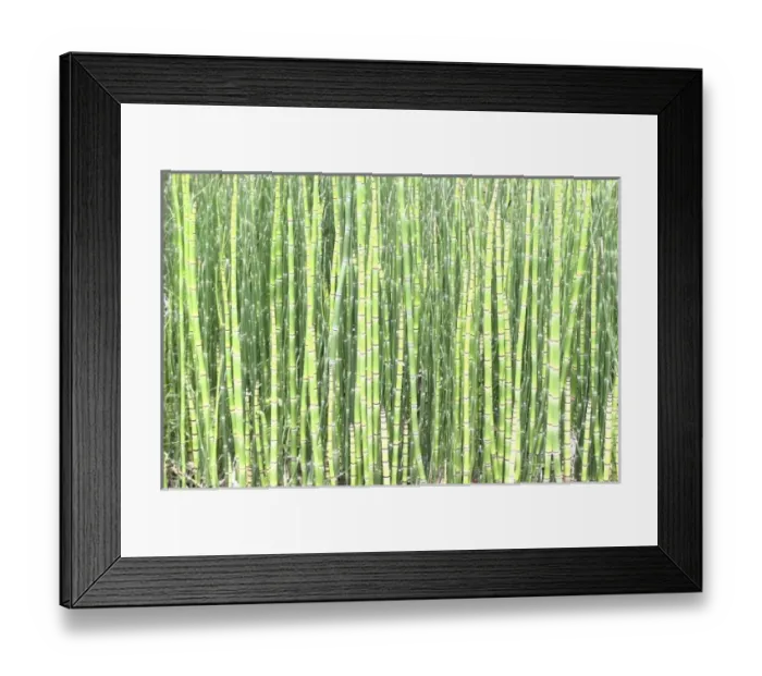 Framed Print : USA, North America, Florida Framed Print : USA, North America, Florida