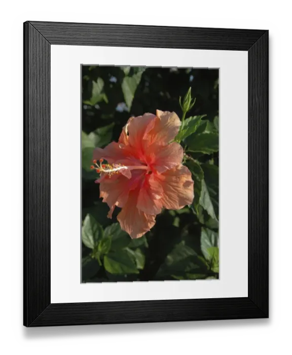 Framed Print : USA; Florida; New Smyrna Beach; close-up of peach Hibiscus