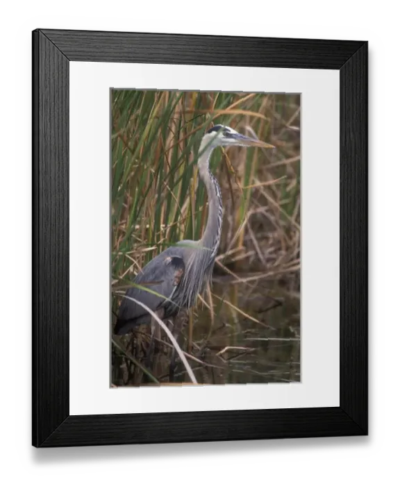 Framed Print : USA, Florida, Everglades, Great Blue Heron