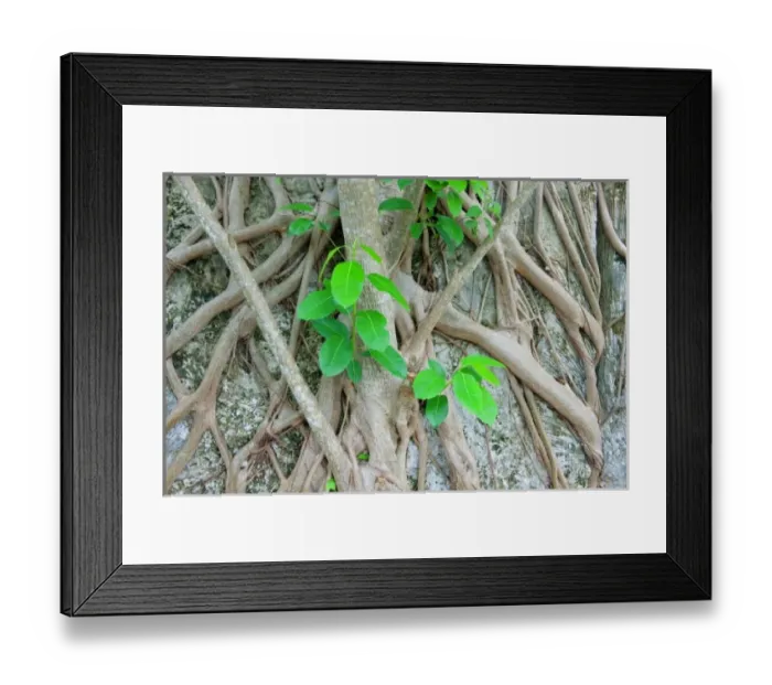 Framed Print : Strangler fig grasping quarry wall trail. Windley Key Fossil Reef Geological State Park Framed Print : Strangler fig grasping quarry wall trail. Windley Key Fossil Reef Geological State Park