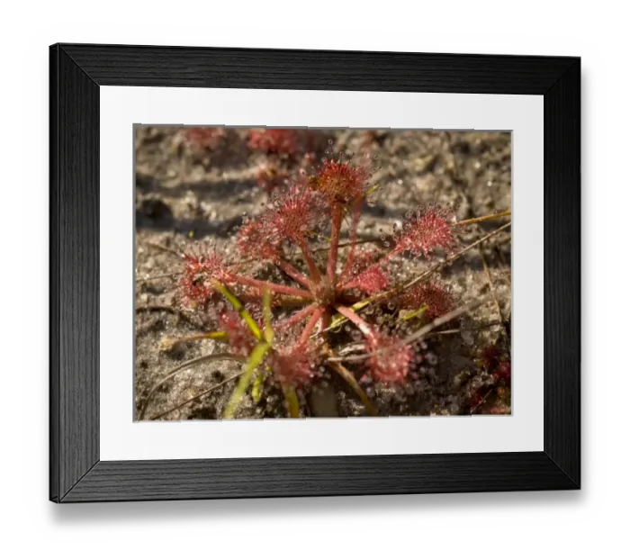 Framed Print : Sundew, Apalachicola National Forest Framed Print : Sundew, Apalachicola National Forest