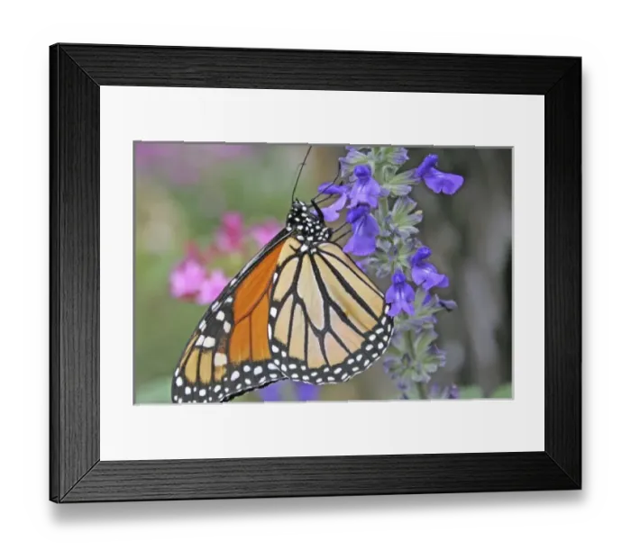 Framed Print : Butterfly Rainforest, Florida Museum of Natural History, Gainesville, Florida