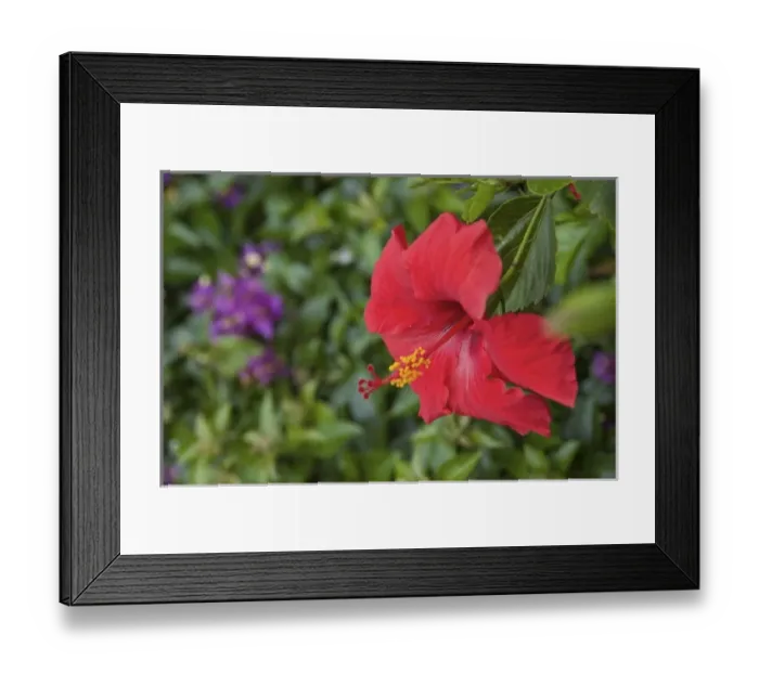 Framed Print : USA, Florida, Volusia, Edgewater, Hibiscus Framed Print : USA, Florida, Volusia, Edgewater, Hibiscus