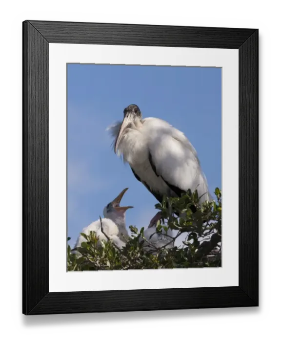 Framed Print : Wood stork with nestlings, Mycteria americana, Alligator Farm rookery, St. Augustine Framed Print : Wood stork with nestlings, Mycteria americana, Alligator Farm rookery, St. Augustine