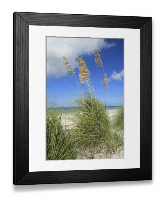 Framed Print : Sea Oats (Uniola paniculata) Captiva Island, Florida