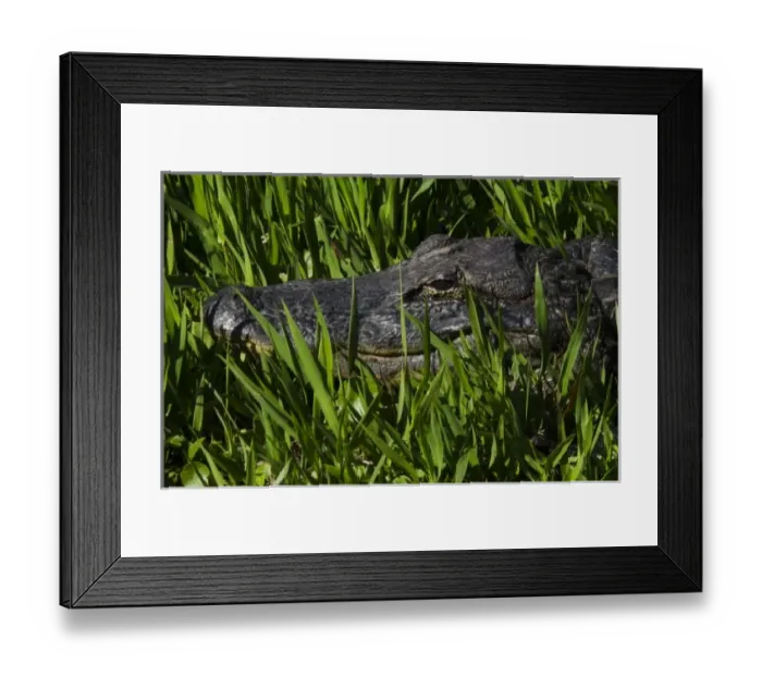 Framed Print : American alligator (Alligator mississippiensis), Okefenokee National Wildlife Refuge Framed Print : American alligator (Alligator mississippiensis), Okefenokee National Wildlife Refuge