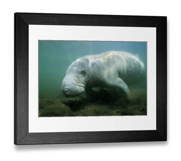 Framed Print : West Indian Manatee, (Trichechus manatus), wild, underwater, Crystal River, Citrus County Framed Print : West Indian Manatee, (Trichechus manatus), wild, underwater, Crystal River, Citrus County
