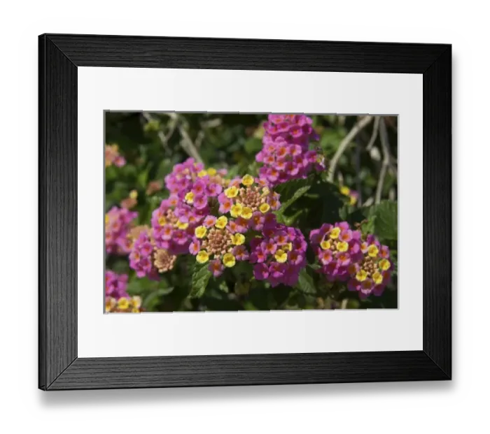 Framed Print : USA, Florida, Flagler, Palm Coast, Lantana flowers Framed Print : USA, Florida, Flagler, Palm Coast, Lantana flowers