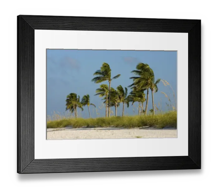 Framed Print : Palms, sea oats on beach, Captiva Island, FL Framed Print : Palms, sea oats on beach, Captiva Island, FL
