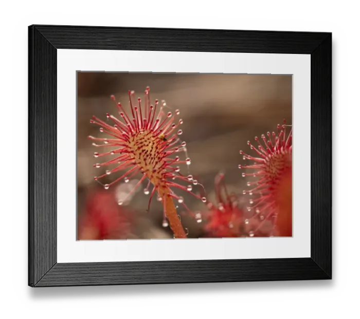 Framed Print : Sundew, Jonathan Dickinson State Park, FL Framed Print : Sundew, Jonathan Dickinson State Park, FL
