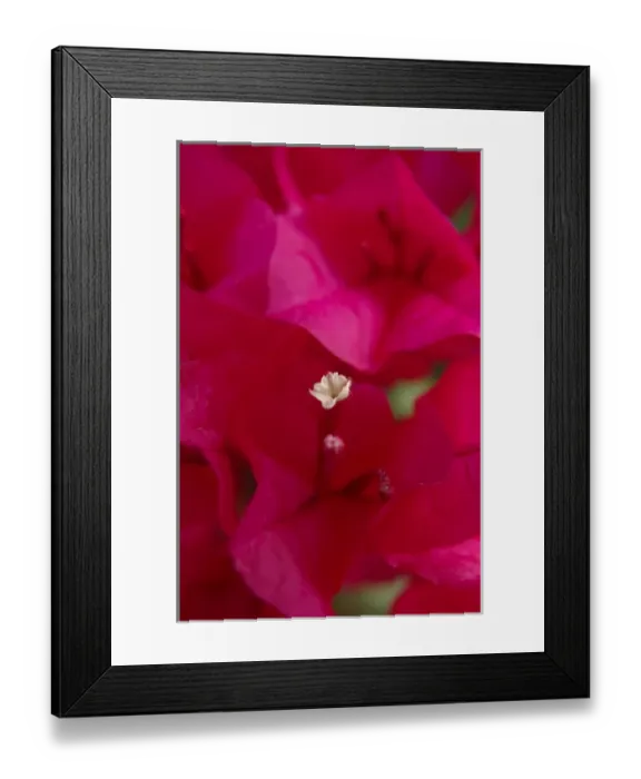 Framed Print : USA; Florida; Edgewater; Edgewater Landing; close-up of bougainvillea Framed Print : USA; Florida; Edgewater; Edgewater Landing; close-up of bougainvillea