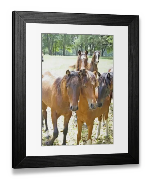 Framed Print : Horses on horse farm Ocala Florida Framed Print : Horses on horse farm Ocala Florida