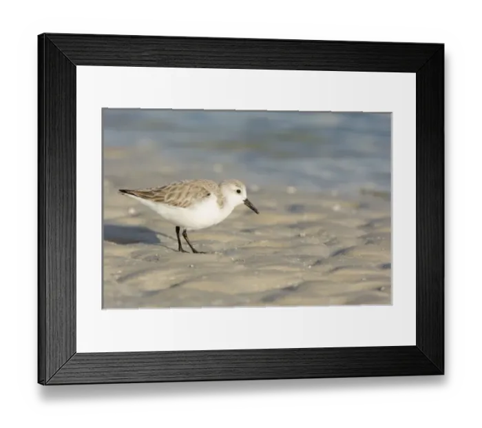 Framed Print : USA, Florida, Ft. Myers Beach, Sanderling (Calidris alba) Framed Print : USA, Florida, Ft. Myers Beach, Sanderling (Calidris alba)