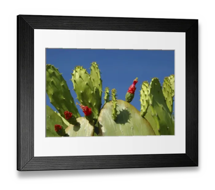 Framed Print : USA; Florida; Edgewater; Edgewater Landing; close-up of Prickly Pear cactus Framed Print : USA; Florida; Edgewater; Edgewater Landing; close-up of Prickly Pear cactus