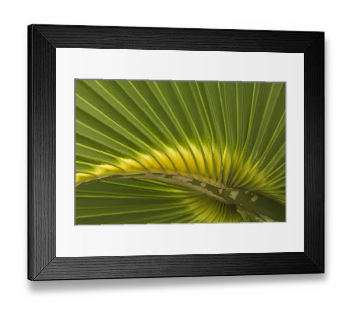 Framed Print : USA, North America, Florida