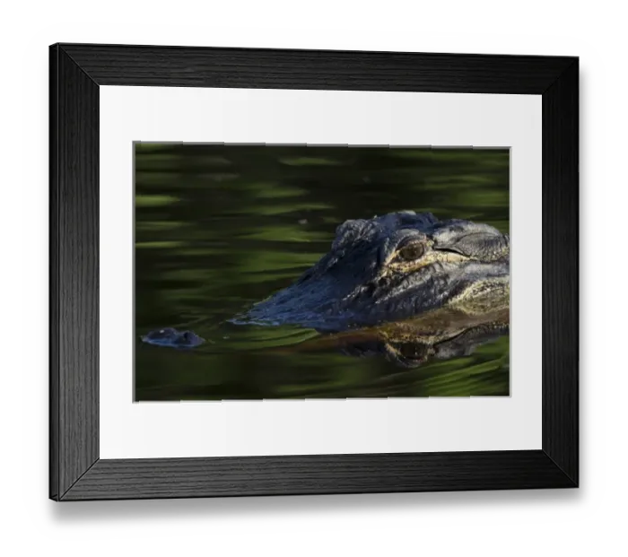 Framed Print : American alligator (Alligator mississippiensis), Okefenokee National Wildlife Refuge Framed Print : American alligator (Alligator mississippiensis), Okefenokee National Wildlife Refuge