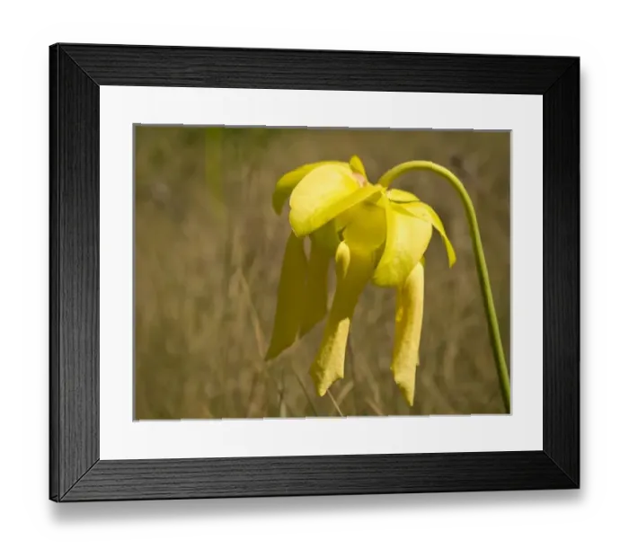 Framed Print : Yellow pitcher plant flower, Apalachicola National Forest, Florida Panhandle Framed Print : Yellow pitcher plant flower, Apalachicola National Forest, Florida Panhandle