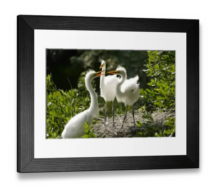 Framed Print : USA, North America, Florida