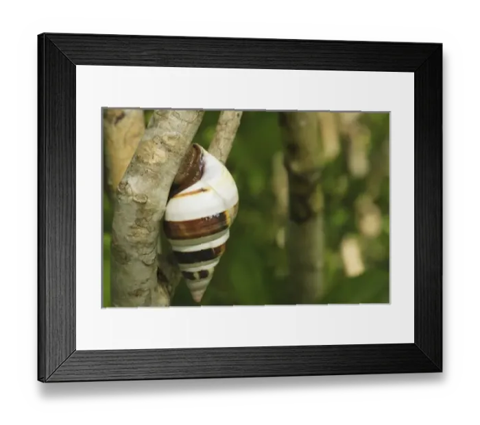 Framed Print : USA, North America, Florida Framed Print : USA, North America, Florida