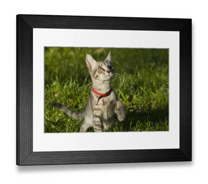 Framed Print : USA, North America, Florida