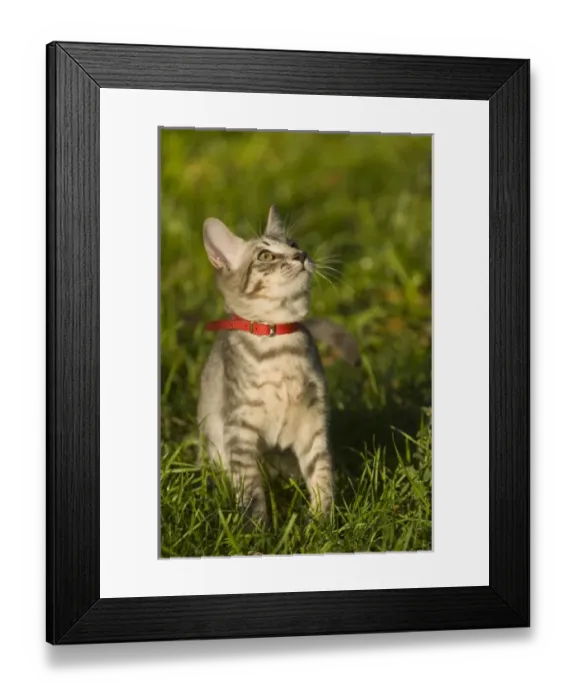 Framed Print : USA, North America, Florida Framed Print : USA, North America, Florida