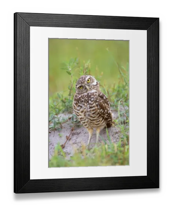 Framed Print : USA, North America, Florida