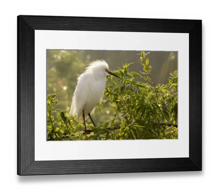 Framed Print : USA, North America, Florida Framed Print : USA, North America, Florida