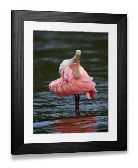 Framed Print : Immature Roseate Spoonbill preening (Ajaia ajaja) Ding Darling NWR, Florida Framed Print : Immature Roseate Spoonbill preening (Ajaia ajaja) Ding Darling NWR, Florida