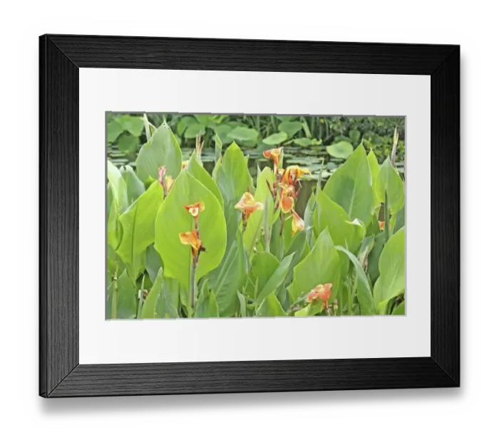 Framed Print : Unknown. Canna flowers pond, Kanapaha Botanical Gardens, Gainesville Florida