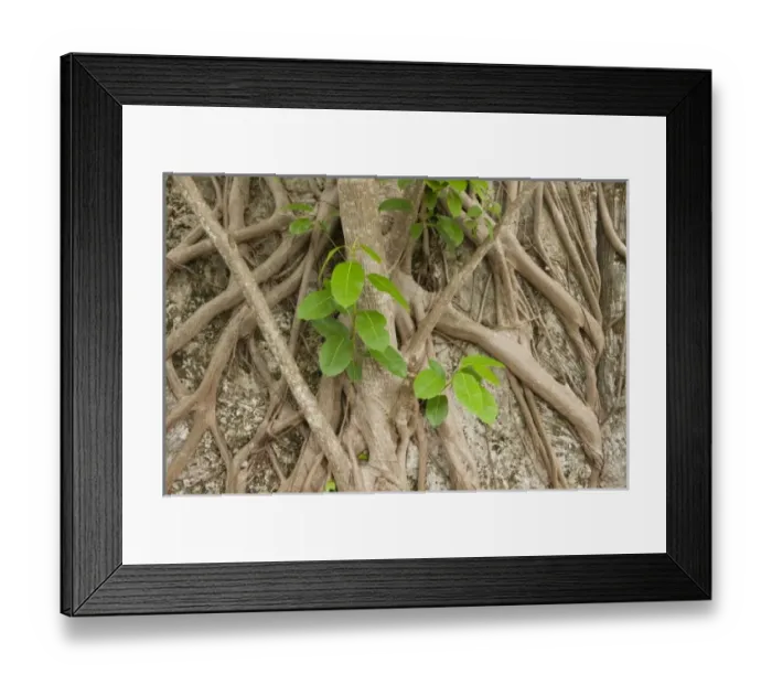 Framed Print : USA, North America, Florida Framed Print : USA, North America, Florida