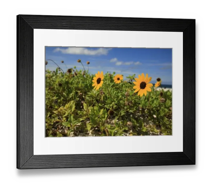 Framed Print : USA, North America, Florida