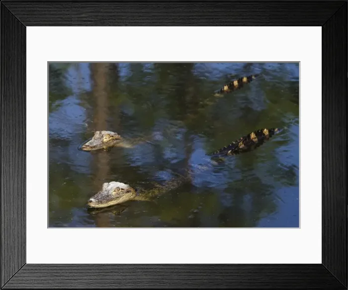 Framed Print : American alligator (Alligator mississippiensis), Okefenokee National Wildlife Refuge Framed Print : American alligator (Alligator mississippiensis), Okefenokee National Wildlife Refuge