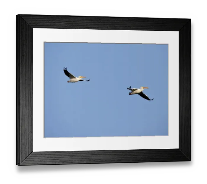Framed Print : White Pelicans in flight, Pelecanus erythrorhynchos, Southwest Florida Framed Print : White Pelicans in flight, Pelecanus erythrorhynchos, Southwest Florida