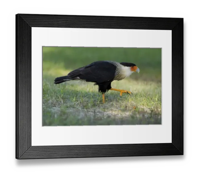Framed Print : USA, North America, Florida Framed Print : USA, North America, Florida