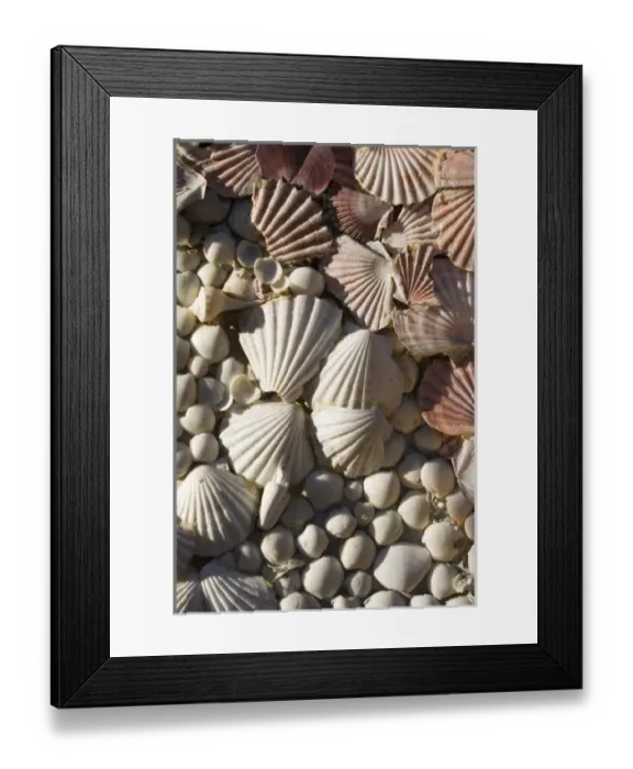 Framed Print : USA, Florida, Miami Beach: Lincoln Road, Seashell Detail Framed Print : USA, Florida, Miami Beach: Lincoln Road, Seashell Detail