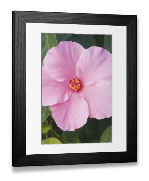 Framed Print : USA, Florida, Sanibel, Hibiscus (Rose of Sharon)