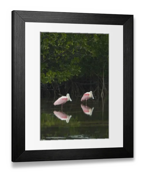 Framed Print : USA, FL, Sanibel, Roseate Spoonbills (Platalea ajaja) Framed Print : USA, FL, Sanibel, Roseate Spoonbills (Platalea ajaja)