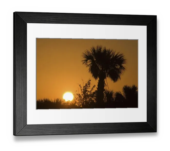 Framed Print : Palmetto Sunrise, Pelican Island National Wildlife Refuge, Florida, US Framed Print : Palmetto Sunrise, Pelican Island National Wildlife Refuge, Florida, US