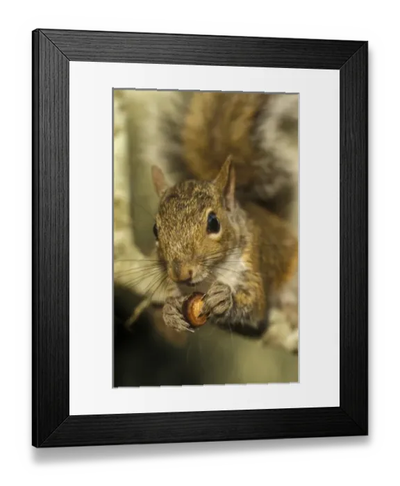 Framed Print : USA, North America, Florida
