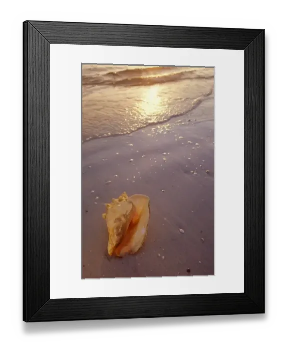 Framed Print : Queen conch onshore before sunset (Strombus gigas Linne) Florida Framed Print : Queen conch onshore before sunset (Strombus gigas Linne) Florida