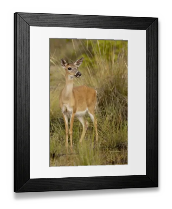 Framed Print : USA, North America, Florida