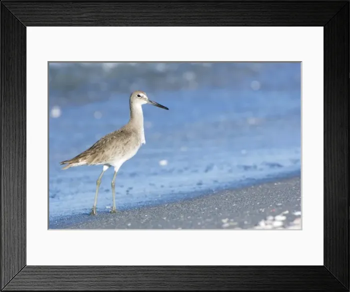 Framed Print : USA, Florida, Captiva, Willet (Catoptrophorus semipalamatus)