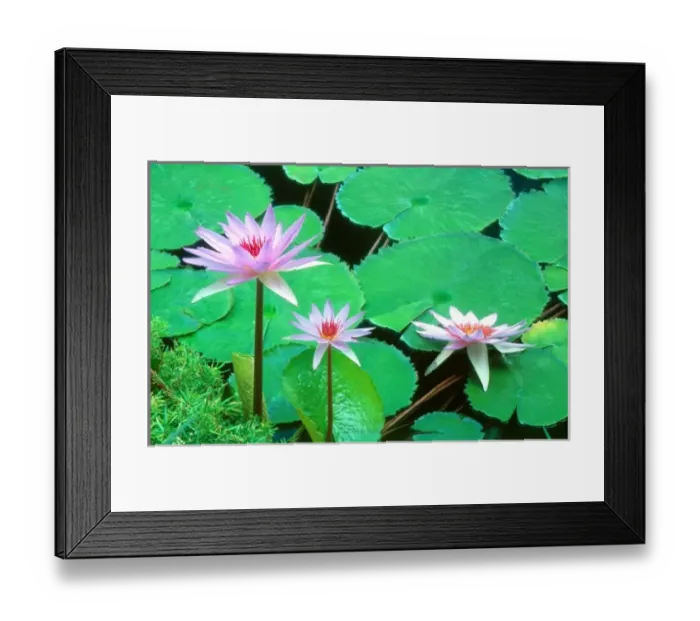Framed Print : A pond in Florida near St. Petersburg, Florida