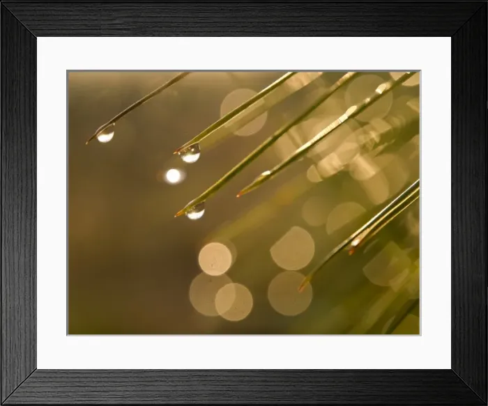 Framed Print : Apalachicola Bluffs and Ravines Preserve, near Apalachicola River, Panhandle, Florida