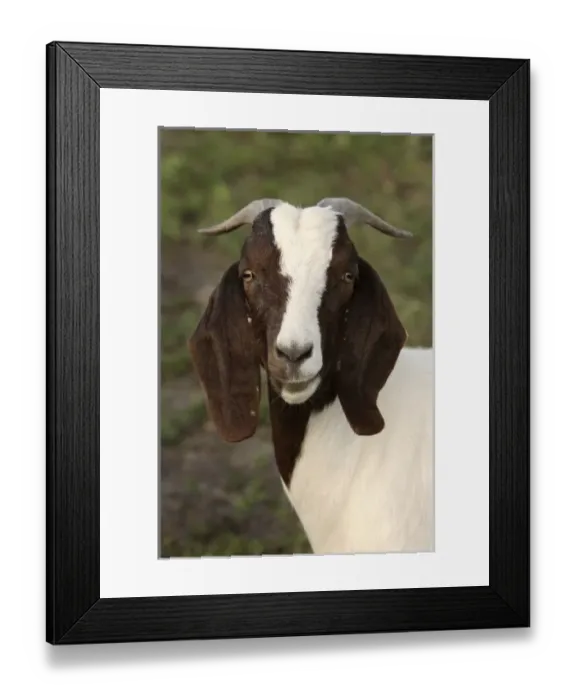 Framed Print : Boer goat does (not pure breds) Bushnell, FL