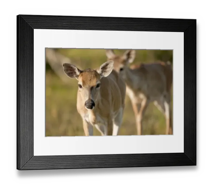 Framed Print : USA, North America, Florida Framed Print : USA, North America, Florida
